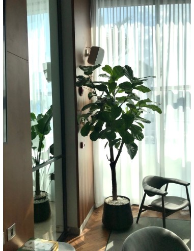 WORK Pro NEO 5A Pareja cajas acústicas (activa + pasiva) 2 x 25 W.