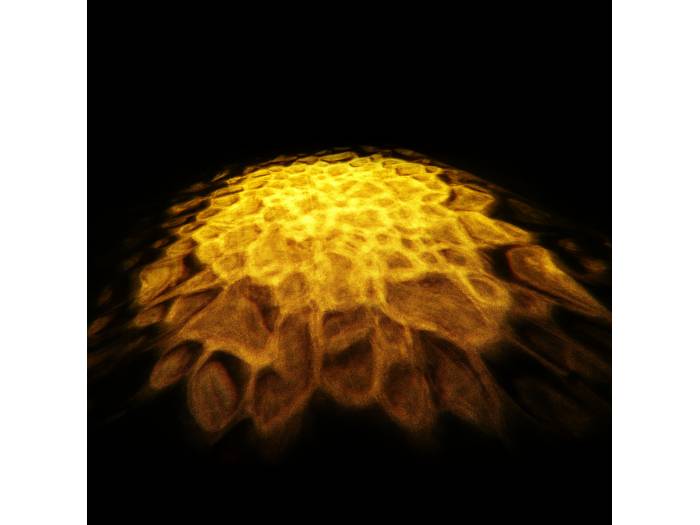 Cameo SCUBA - Luz de efectos acuáticos con LED de 90 W, rueda de colores y dos lentes