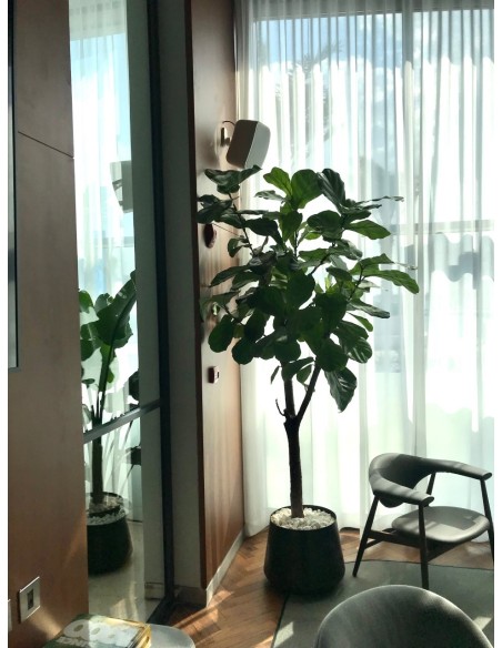 Equipo de sonido Sala 8