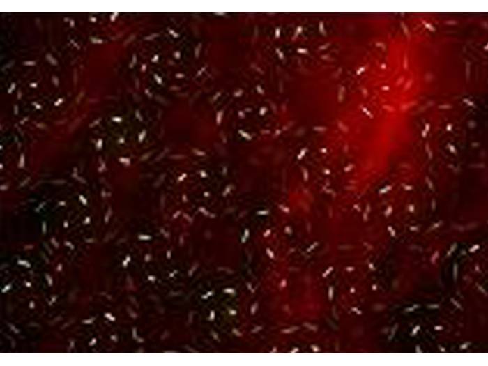 Black Label Moonlight | Mas Que Sonido